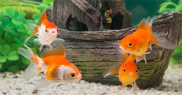 cá đẻ trứng hay đẻ con cá đẻ trứng hay đẻ con