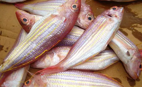cá đổng giá bao nhiêu cá đổng giá bao nhiêu