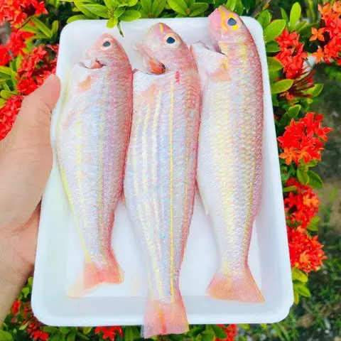 cá đổng giá bao nhiêu cá đổng giá bao nhiêu