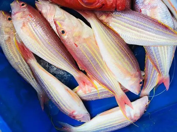 cá đổng giá bao nhiêu cá đổng giá bao nhiêu