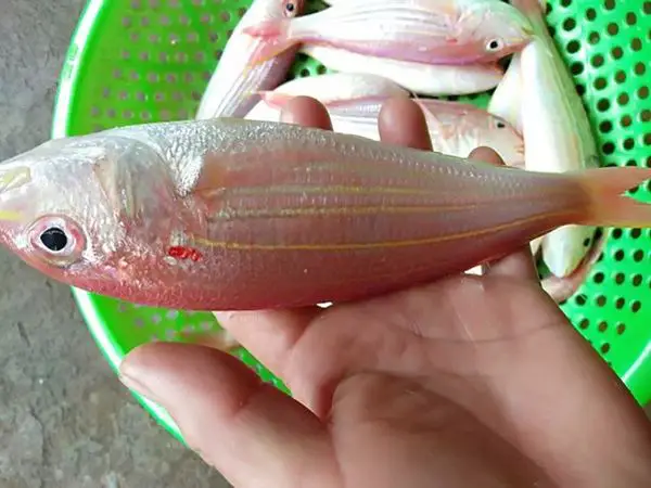 cá đổng giá bao nhiêu cá đổng giá bao nhiêu