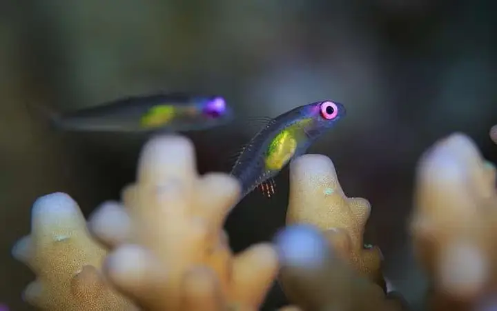 cá gì bé nhất cá gì bé nhất