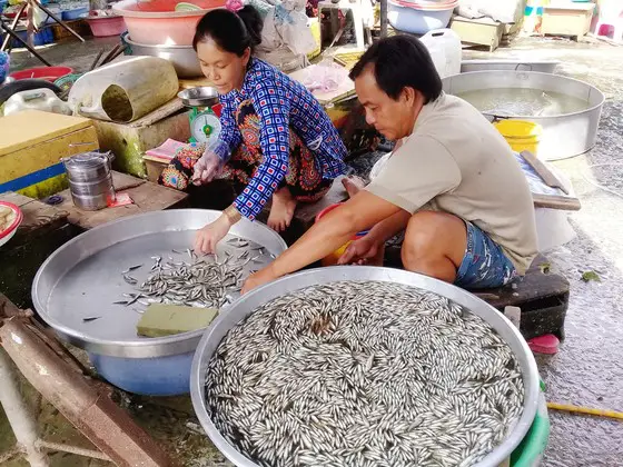 cá giống cá linh cá giống cá linh