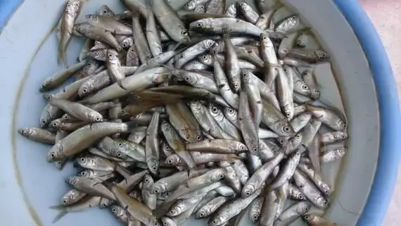 cá giống cá linh cá giống cá linh