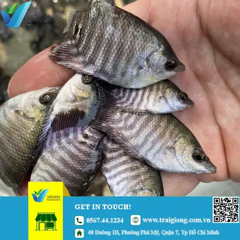 cá giống ở bắc ninh cá giống ở bắc ninh