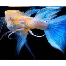 cá guppy blue topaz cá guppy blue topaz