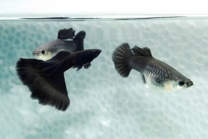 Cá Guppy Full Black: Hướng Dẫn Chăm Sóc Toàn Diện Từ A-Z cá guppy full black