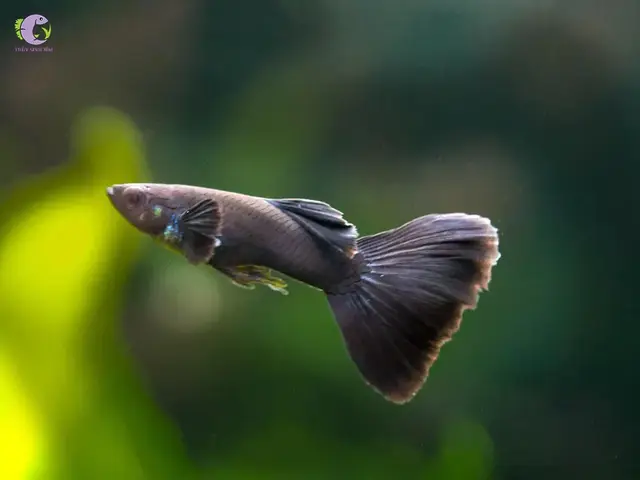 cá guppy full black cá guppy full black