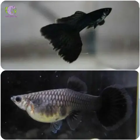 cá guppy full black cá guppy full black