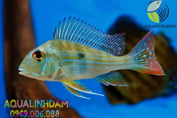 cá hải hồ ăn gì cá hải hồ ăn gì