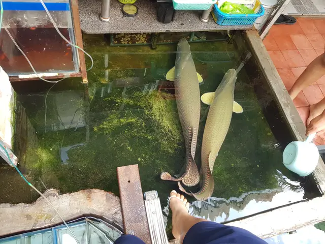 cá hải tượng long cá hải tượng long