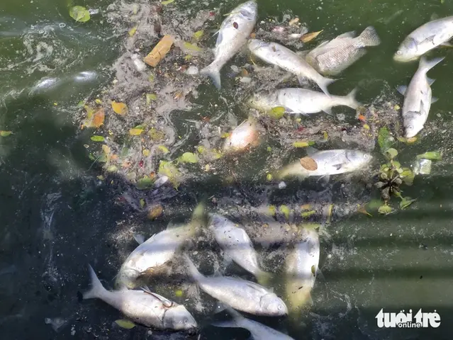 cá hồ tây chết cá hồ tây chết