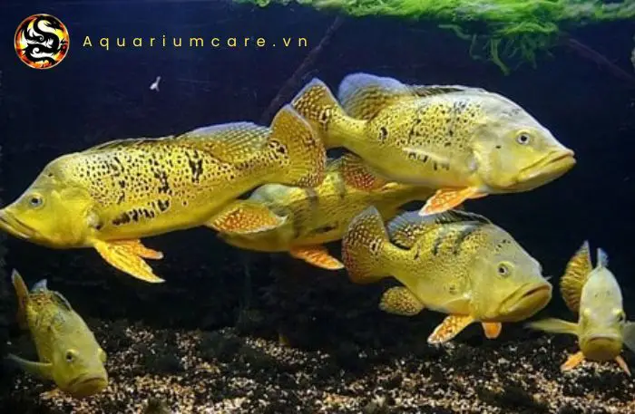 cá hoàng đế cảnh cá hoàng đế cảnh
