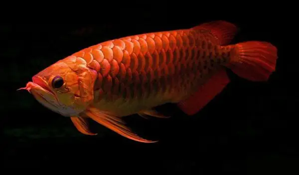 cá huyết rồng đẹp cá huyết rồng đẹp