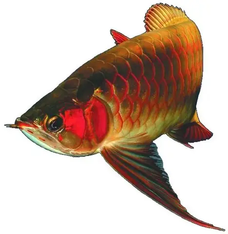 cá huyết rồng đẹp cá huyết rồng đẹp