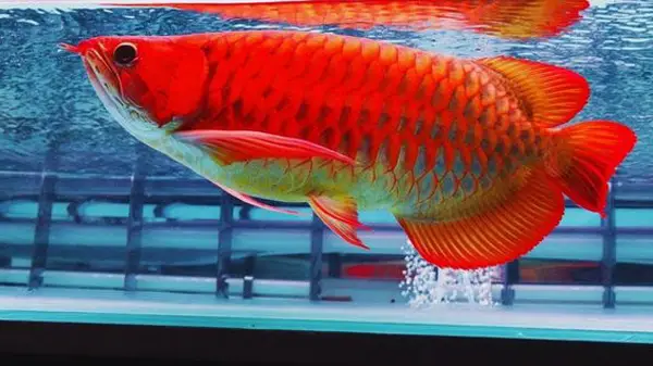 cá huyết rồng đẹp cá huyết rồng đẹp