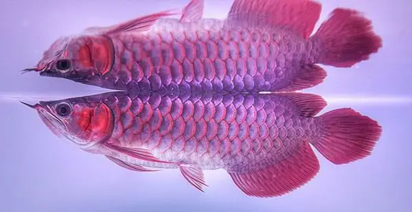 cá huyết rồng đẹp cá huyết rồng đẹp