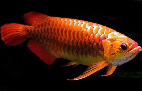 cá huyết rồng đẹp cá huyết rồng đẹp