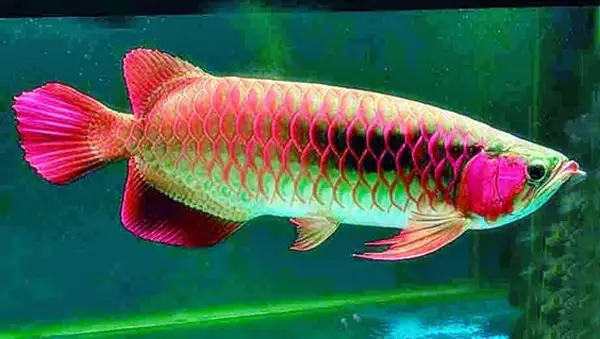 cá huyết rồng đẹp cá huyết rồng đẹp