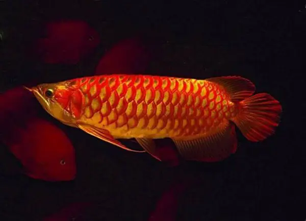 cá huyết rồng đẹp cá huyết rồng đẹp