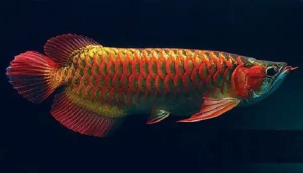 cá huyết rồng đẹp cá huyết rồng đẹp