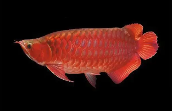 cá huyết rồng đẹp cá huyết rồng đẹp