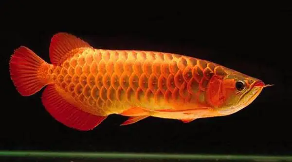 cá huyết rồng đẹp cá huyết rồng đẹp