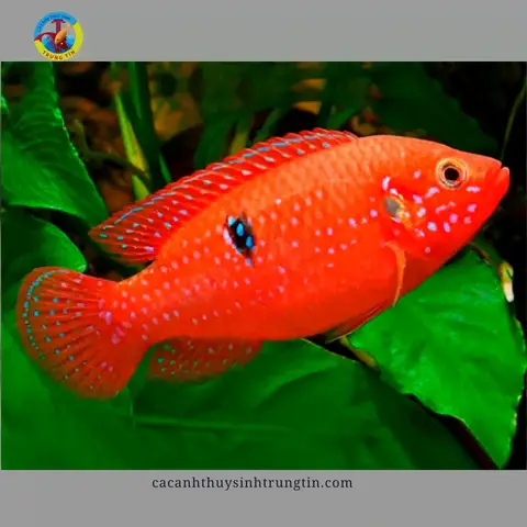 cá kim cương đỏ cá kim cương đỏ