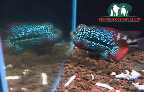 cá la hán bị đen cá la hán bị đen