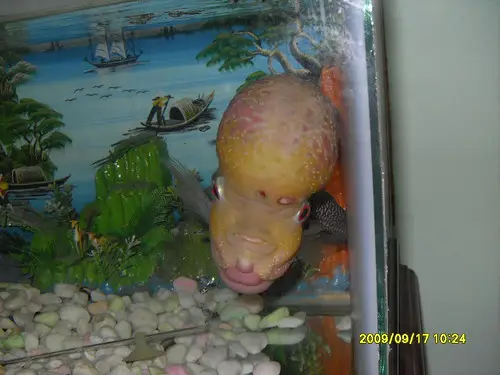 cá la hán bỏ ăn lờ đờ cá la hán bỏ ăn lờ đờ