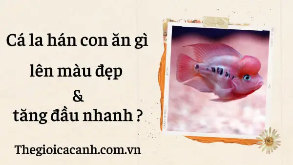 Cá La Hán Bột Ăn Gì? Hướng Dẫn Chăm Sóc Toàn Diện cá la hán bột ăn gì