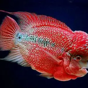 Cá La Hán Con Mua Ở Đâu? Hướng Dẫn Chọn Địa Chỉ Uy Tín cá la hán con mua ở đâu