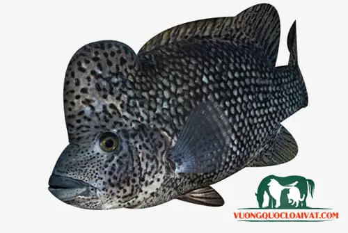 Tìm Hiểu Về Cá La Hán Đen Quý Hiếm: Đặc Điểm, Giá Trị Và Cách Chăm Sóc cá la hán đen quý hiếm