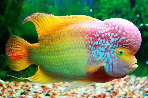 Cá La Hán Đẹp Nhất: Hướng Dẫn Chọn Loài Flowerhorn Dễ Nuôi cá la hán đẹp