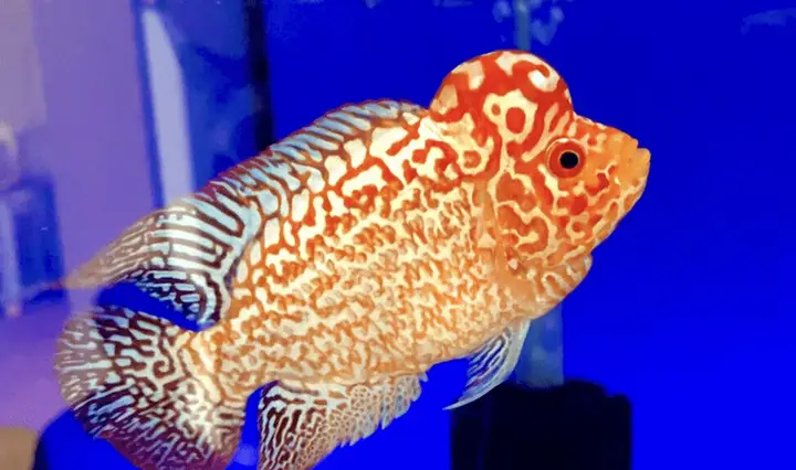 cá la hán đẹp cá la hán đẹp
