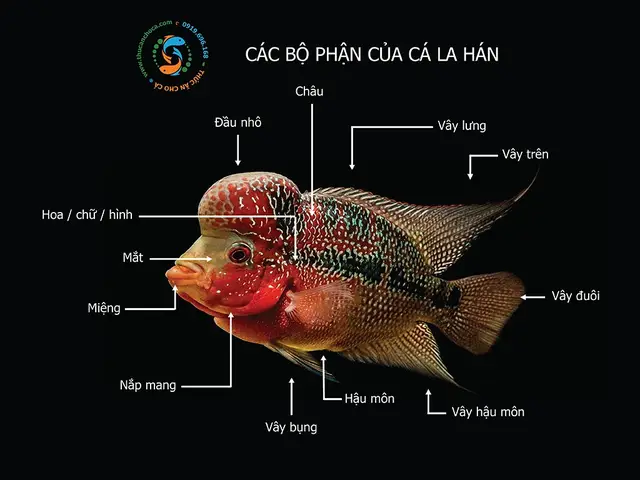 Cá La Hán Lớn Nhất: Kích Thước Ấn Tượng và Cách Nuôi Dưỡng cá la hán lớn nhất