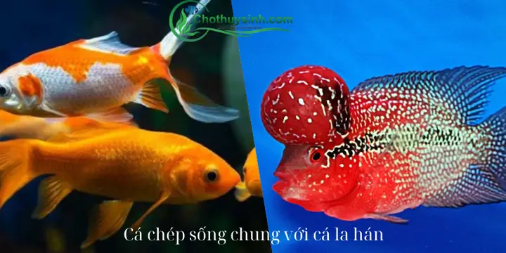 Nuôi Cá La Hán Cộng Đồng: Hướng Dẫn Chi Tiết Và Kinh Nghiệm cá la hán nuôi cộng đồng