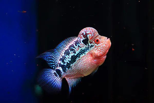 cá la hán size nhỏ cá la hán size nhỏ