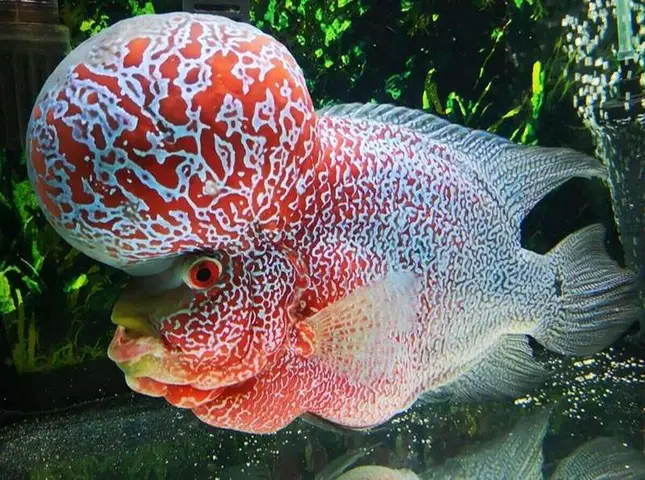 Hướng Dẫn Nuôi Cá La Hán Size Nhỏ Toàn Diện Cho Người Mới cá la hán size nhỏ