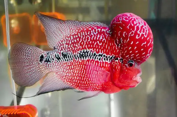 cá la hán size nhỏ cá la hán size nhỏ