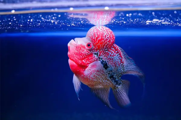 Cá La Hán Tiếng Anh Là Gì? Từ A Đến Z Về Loài Cá Rồng Châu Phi cá la hán tiếng anh là gì