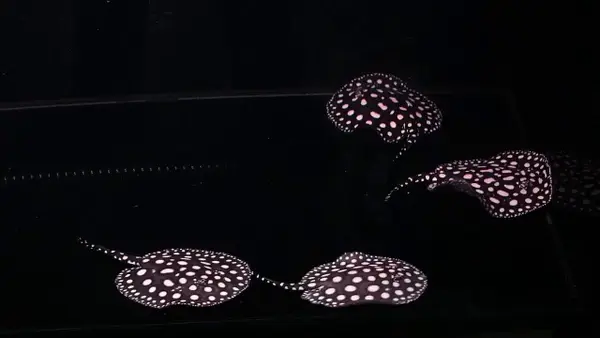 cá lạ nước ngọt cá lạ nước ngọt