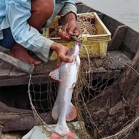 cá lăng ăn mồi gì cá lăng ăn mồi gì
