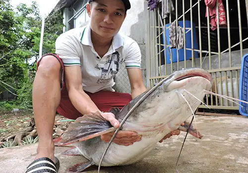 cá lăng đuôi đỏ khổng lồ cá lăng đuôi đỏ khổng lồ