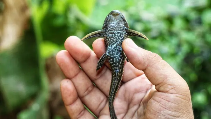 cá lau kiếng có độc cá lau kiếng có độc