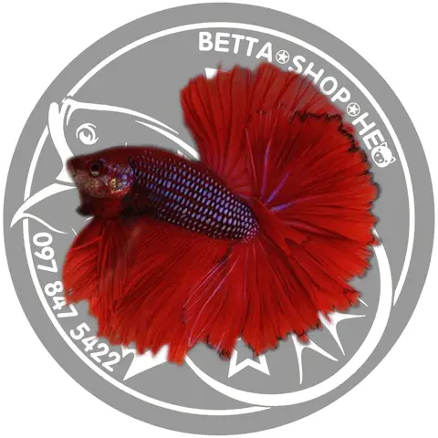 cá lia thia koi cá lia thia koi