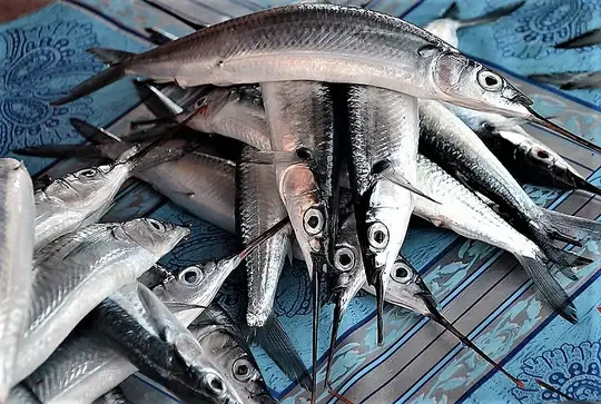 cá lìm kìm khổng lồ