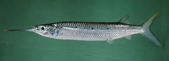 cá lìm kìm khổng lồ