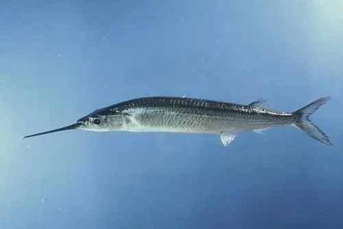 cá lìm kìm thủy sinh cá lìm kìm thủy sinh