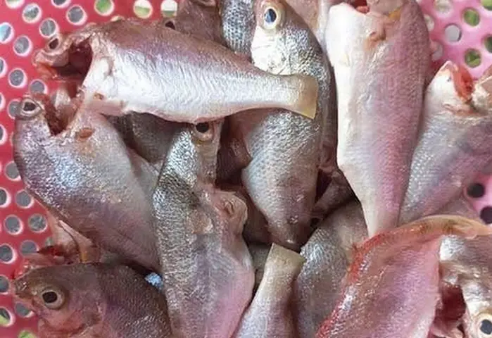 cá lò là cá gì cá lò là cá gì